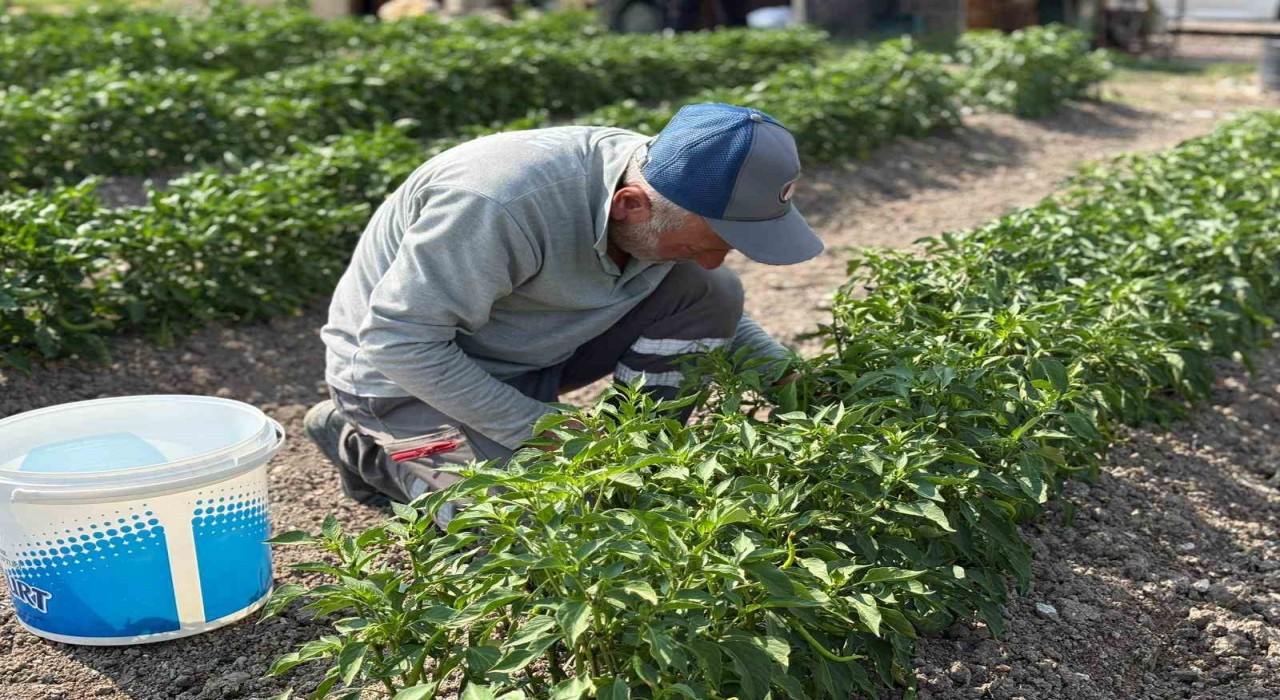 Eko-Çiftlikte üretilen organik sebzeler ihtiyaç sahiplerine ulaştırılıyor