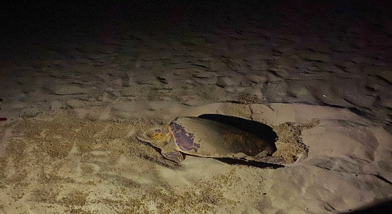 EKODOSDtan Caretta Caretta uyarısı