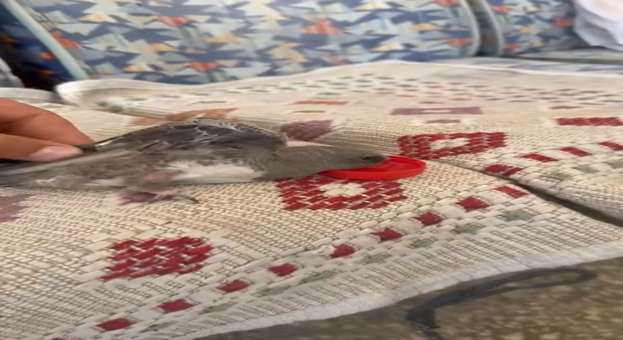 Elazığda atmaca sandığı ebabile su veren esnafın heyecanı gülümsetti