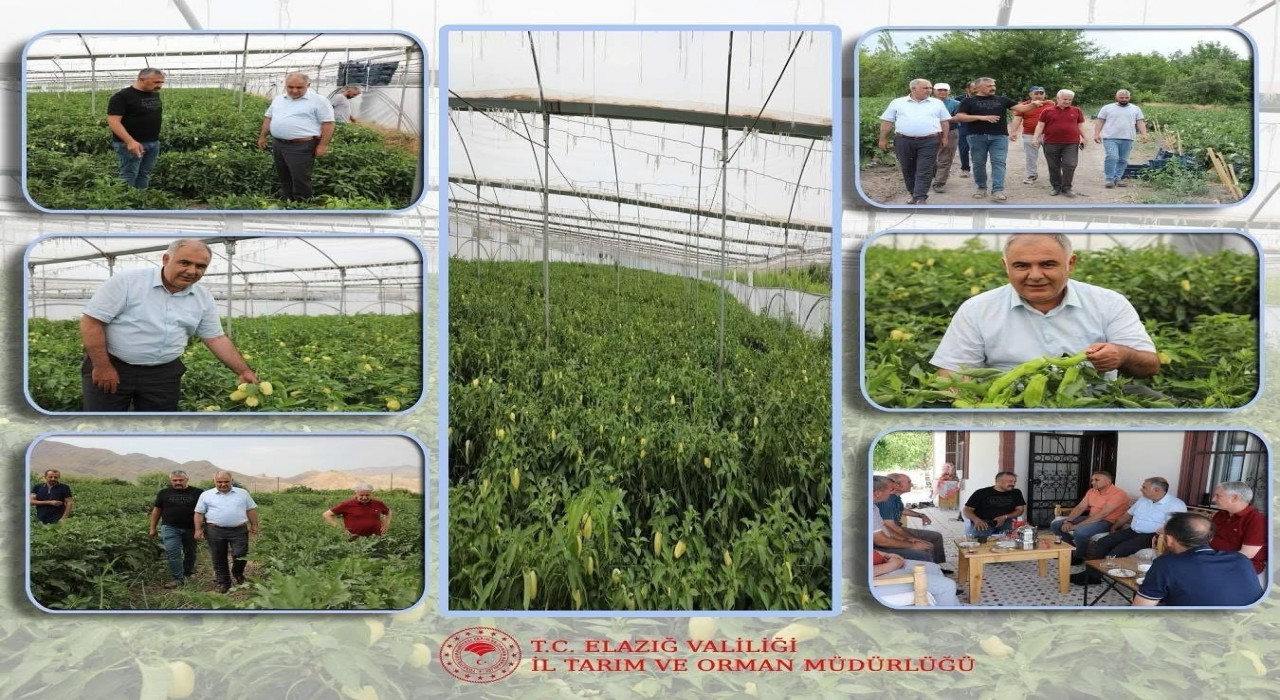 Elazığda bahçe ve sera alanlarında inceleme