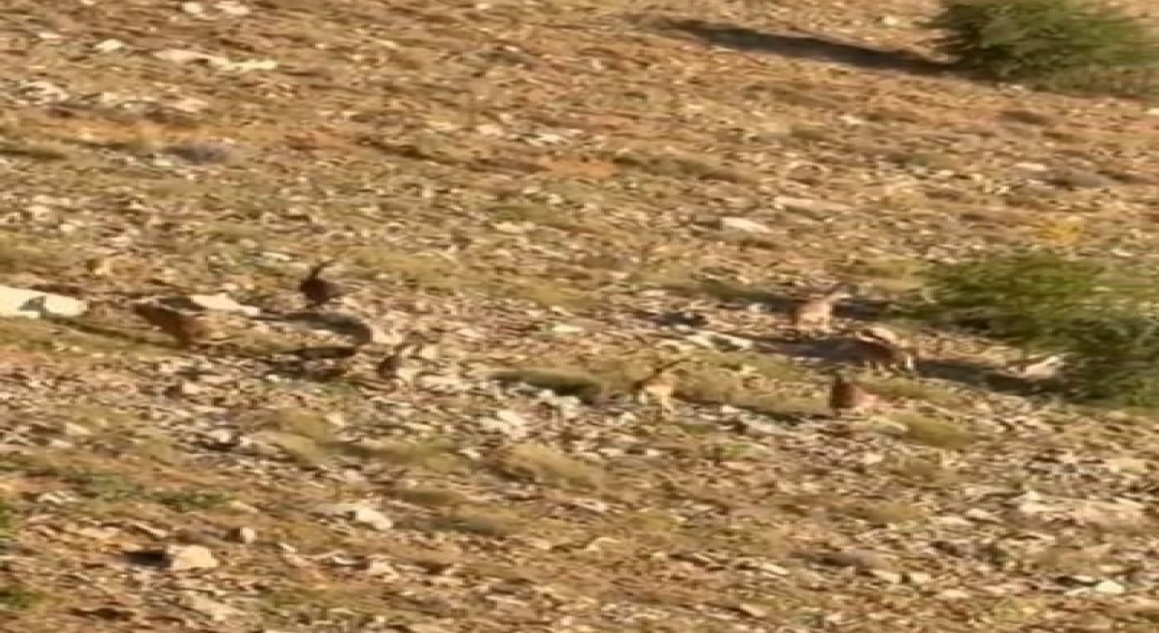 Elazığda dağ keçileri görüntülendi