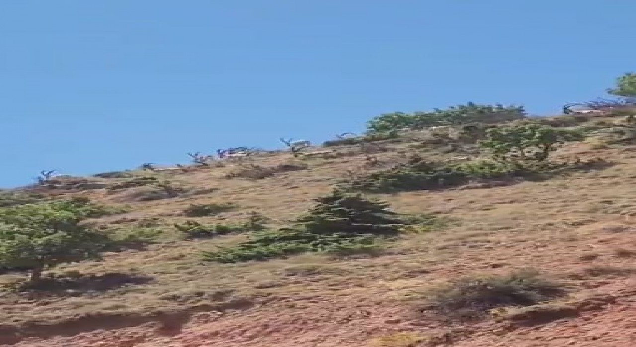 Elazığda dağ keçileri sürü halinde görüntülendi