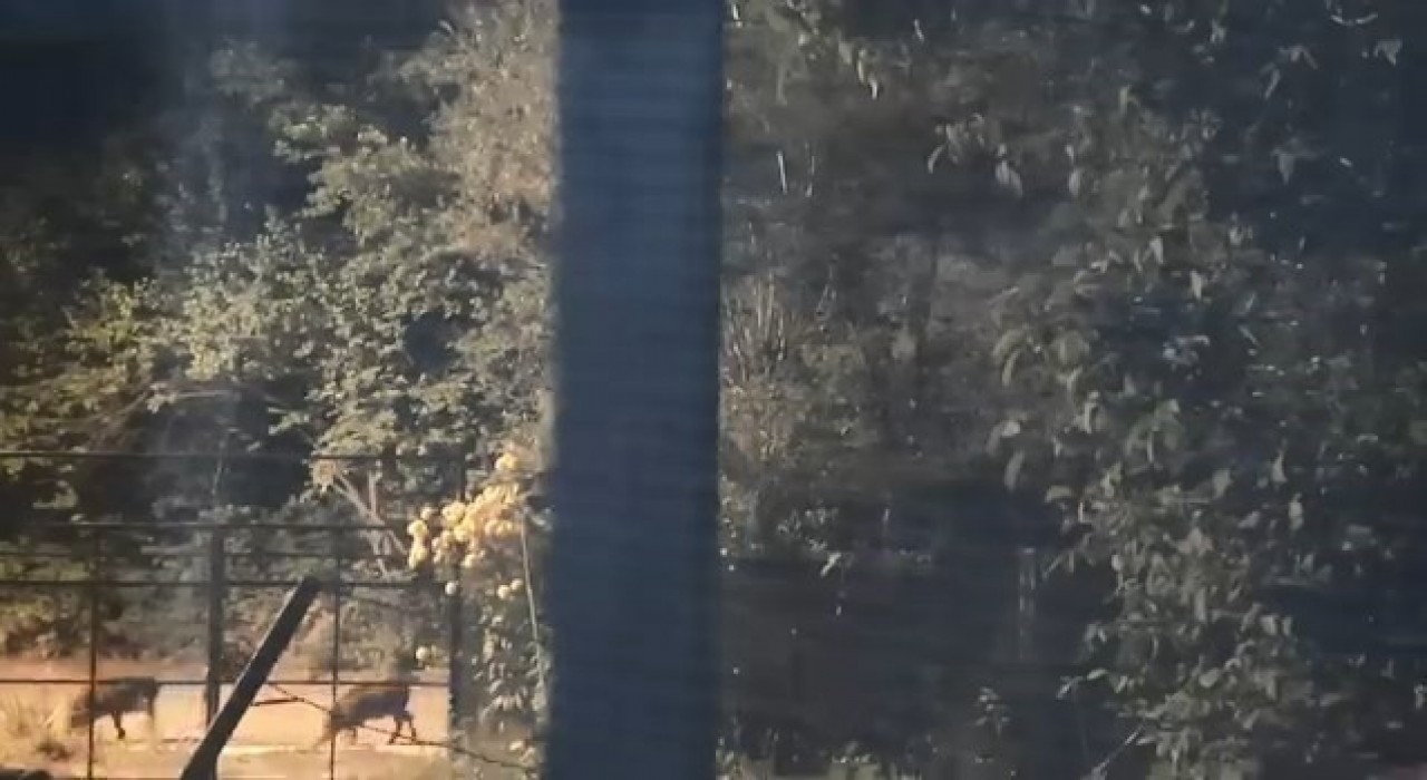 Elazığda domuz sürüsü yerleşim yerine indi