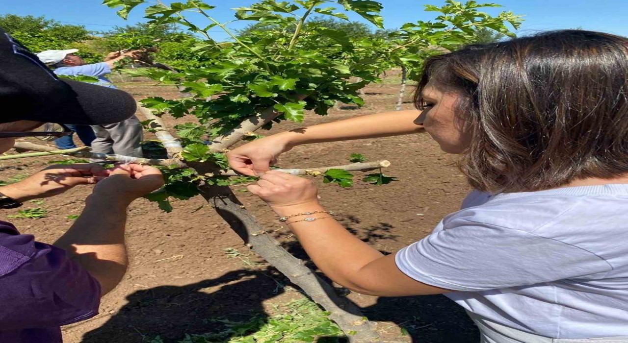 Elazığda dut bahçelerinde aşılama çalışması