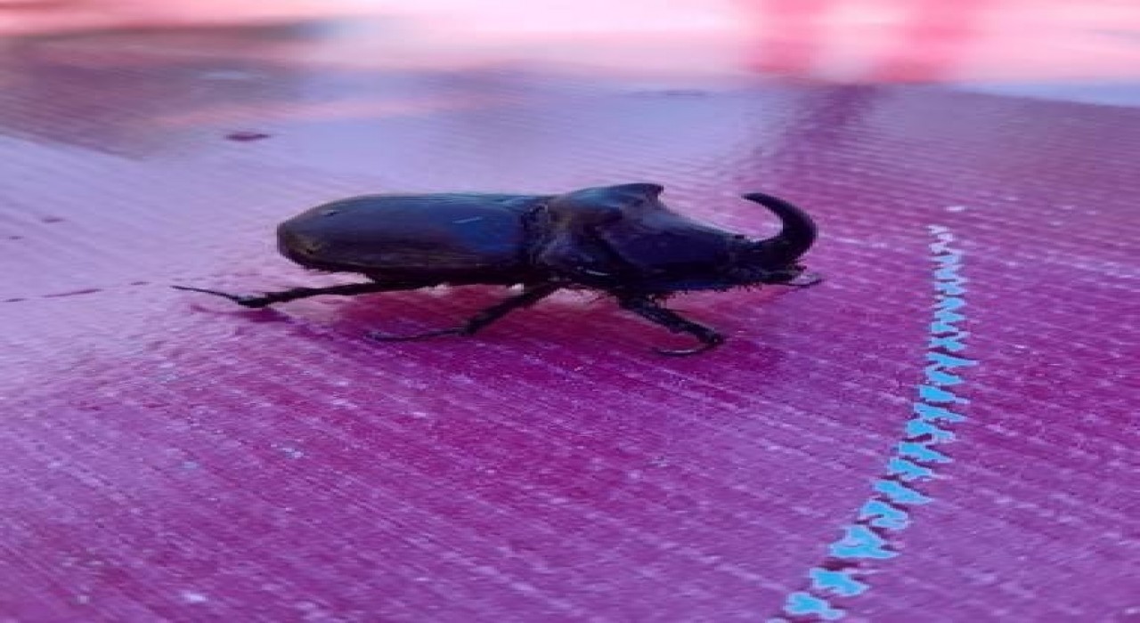 Elazığda gergedan böceği görüldü