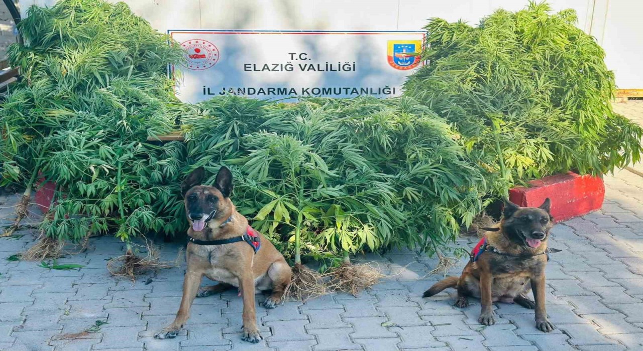 Elazığda jandarma, uyuşturucu satıcılarına göz açtırmıyor