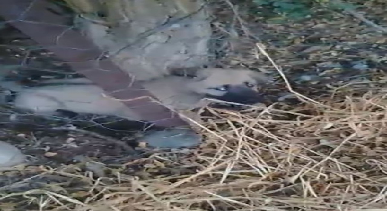 Elazığda kafasını tel örgülere sıkıştıran yavru köpeği vatandaşlar kurtardı