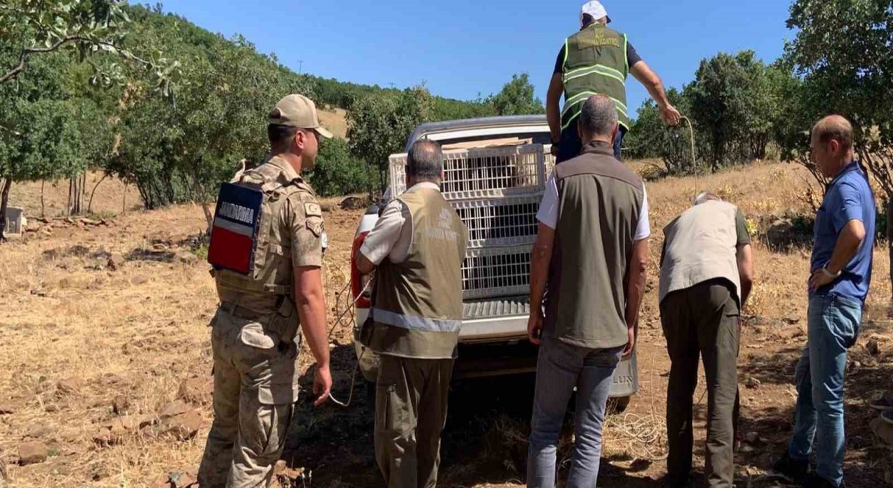 Elazığda kene ve zararlı böceklerle biyolojik mücadele çerçevesinde doğaya keklik salımı gerçekleşti