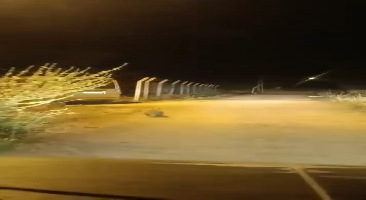 Elazığda kırmızı listede bulunan porsuk görüldü