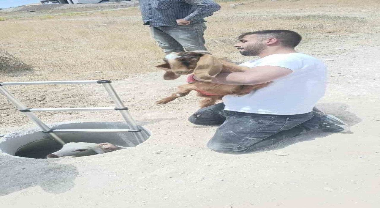 Elazığda kuyuya düşen keçi ve koyunları itfaiye kurtardı