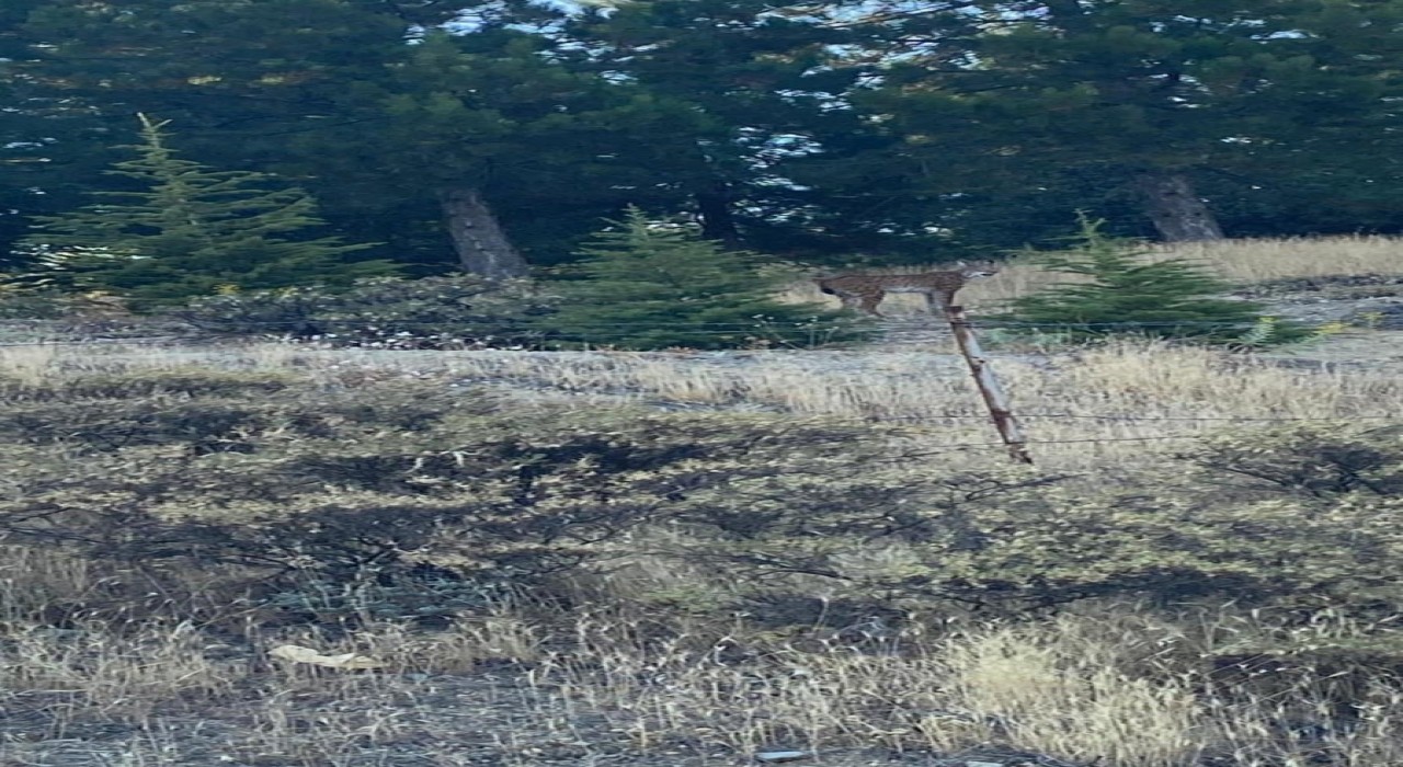 Elazığda nesli tükenmekte olan vaşak görüldü