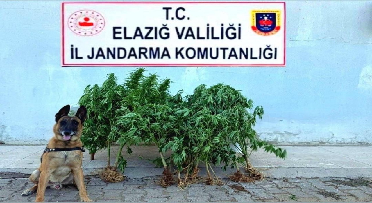 Elazığda tapulu arazide kenevir ele geçirildi