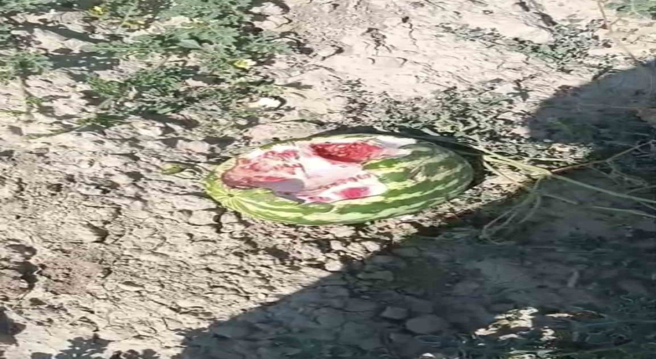 Elazığda yaban domuzları karpuz tarlalarına dadandı