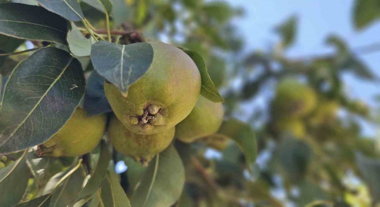 Emekli madenci Bursada kurduğu armut bahçesinden 80 tonluk hasat bekliyor