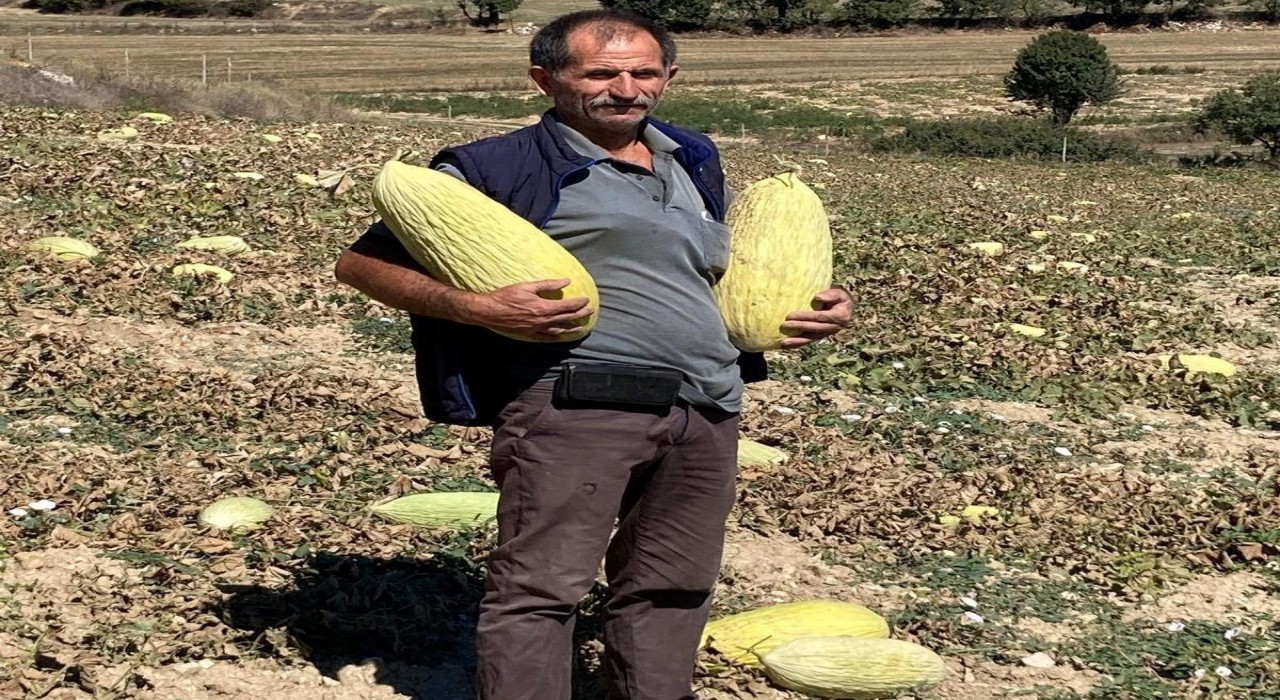 Emettin Göncek Kavunu organik tarım bünyesine kazandırılacak