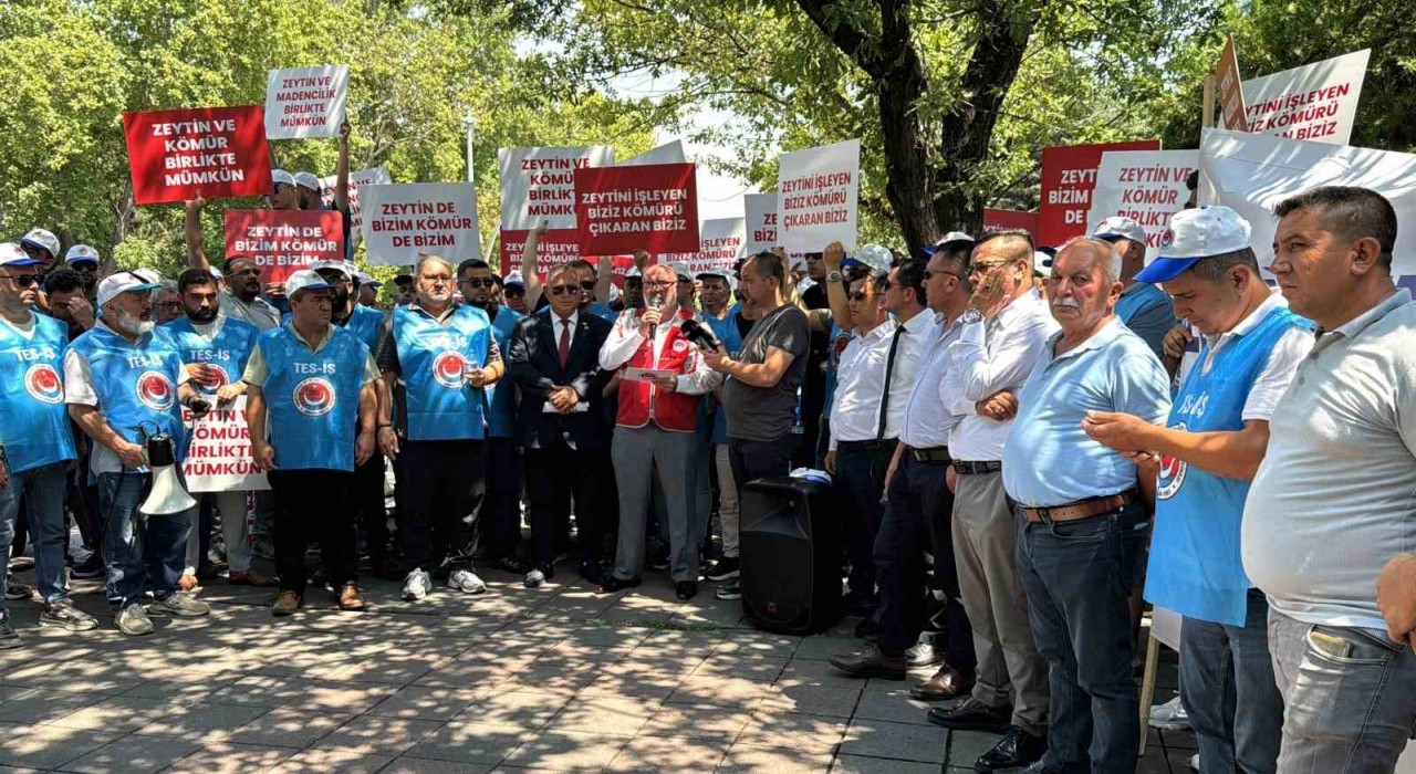 Enerji torba yasasından köylüye müjde çıktı: Taşınan zeytin ağacının iki katı kadar yeniden dikilecek