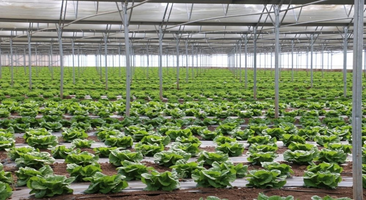 Erzincan ‘Sera Üssü olma yolunda ilerliyor