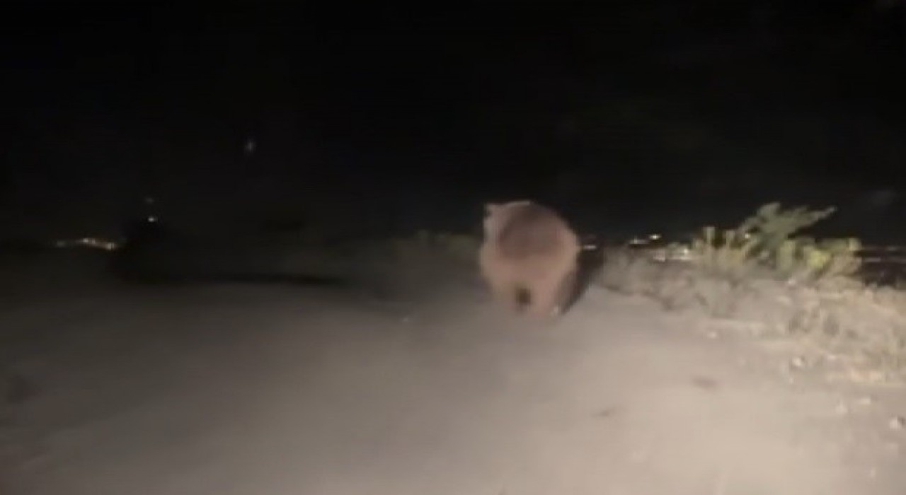 Erzincanda boz ayı yola indi