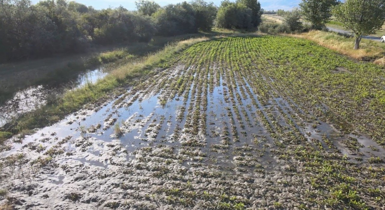 Erzincanda çiftçilerin kanal isyanı: Bir senenin emeği sular altında kaldı
