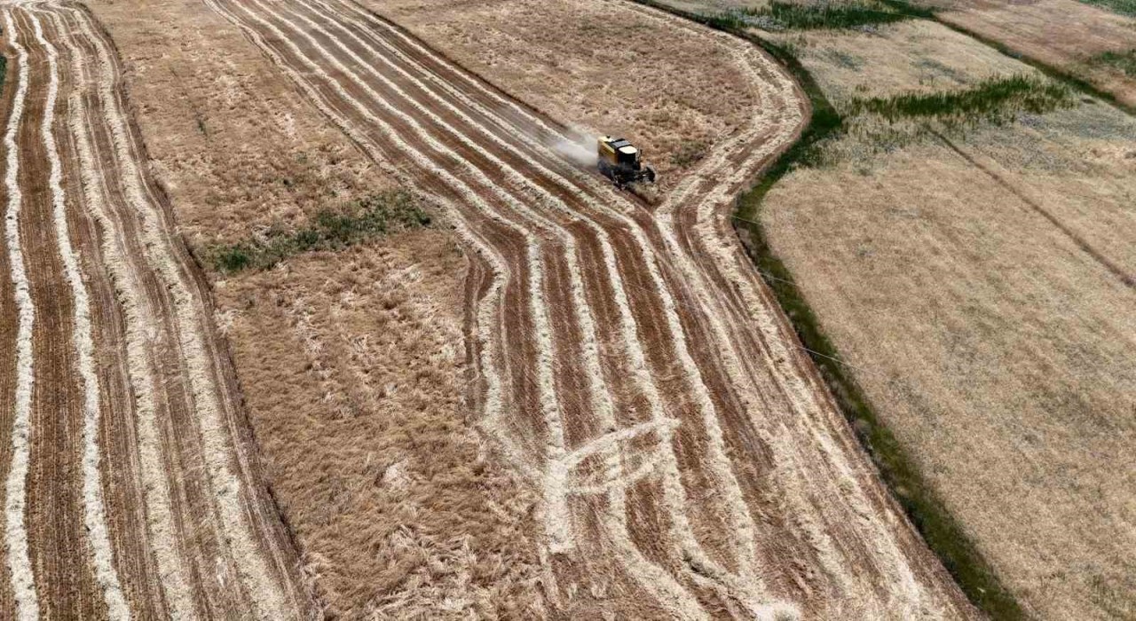 Erzincanda hasat başladı, çiftçinin yüzü güldü