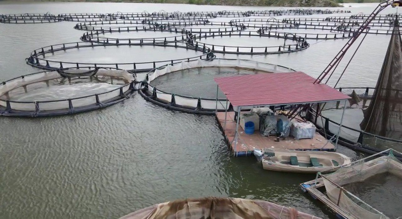 Erzincanda kültür balıkçılığı yaygınlaşıyor