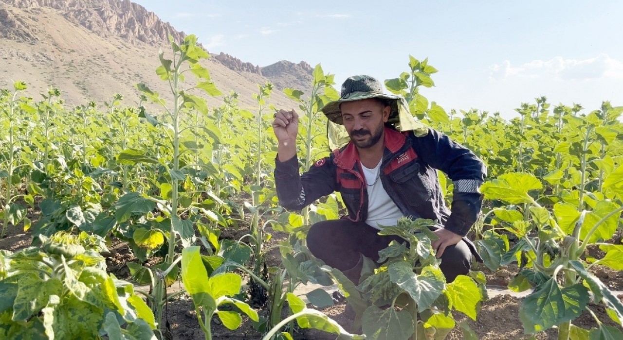 Erzincanlı çiftçilerin başı ayılarla dertte; Ayçiçek tarlalarını ayılar talan etti