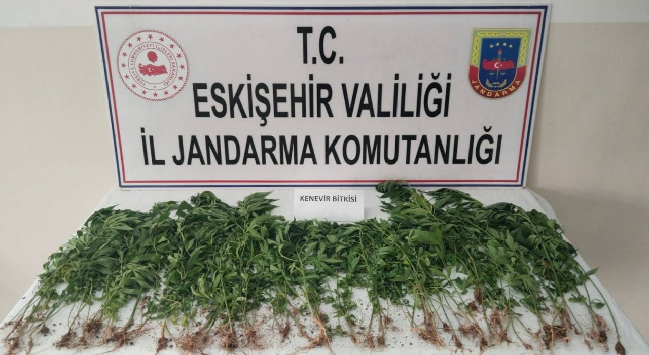 Eskişehirde kamu arazisine kenevir eken şahıs suçüstü yakalandı
