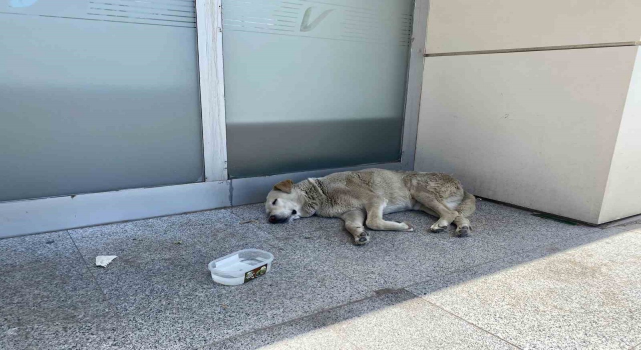 Eskişehirdeki sıcaklar köpekleri de etkiledi