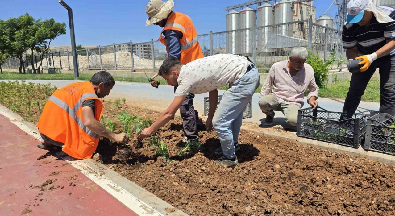 Eyyübiyenin Çiçekleri Eyyübiye Serakentten