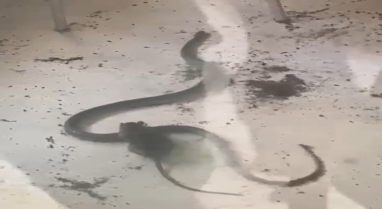 Fare ile yılanın kavgası kamerada