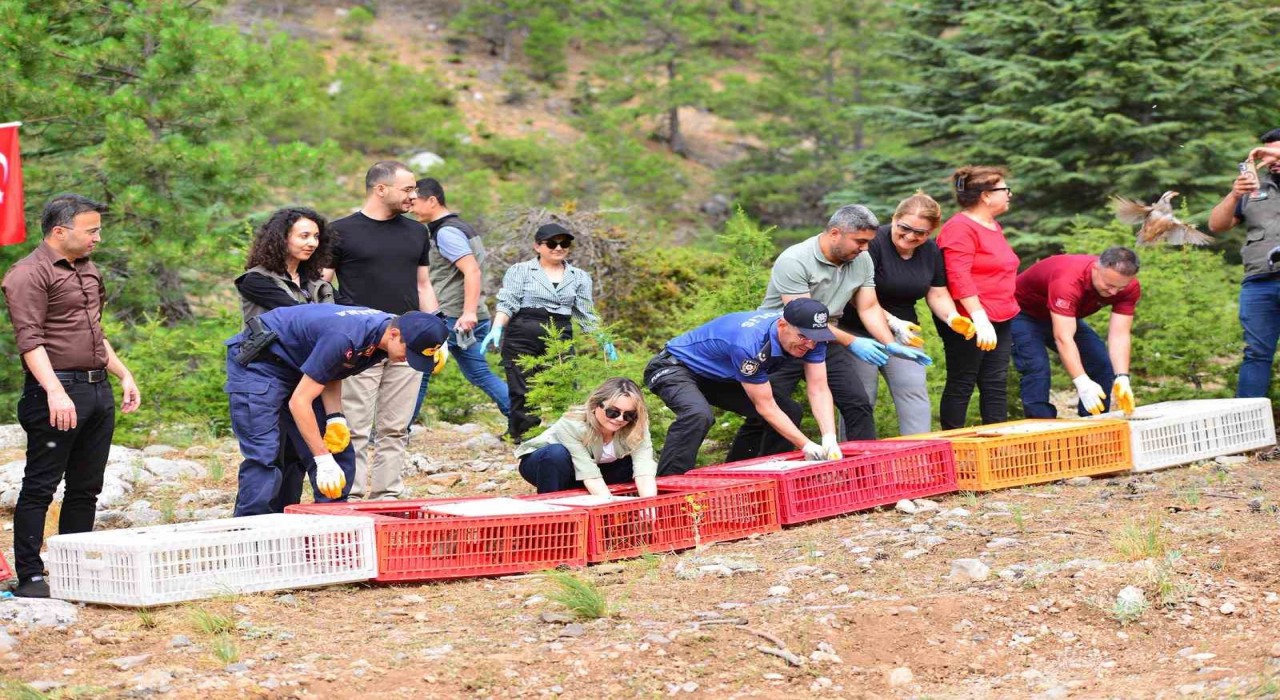 Fekede sazanlar baraja, keklikler dağlara salındı