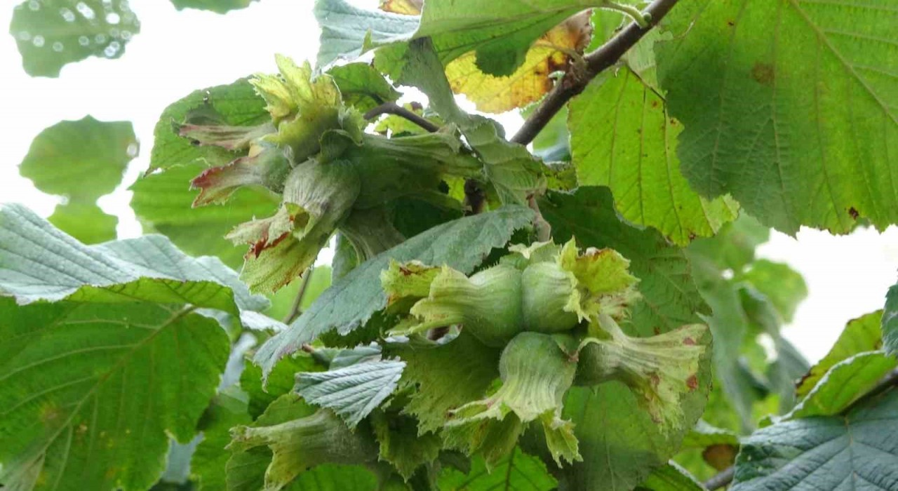 Fındıkta ‘erken hasat yapılmaması uyarısı