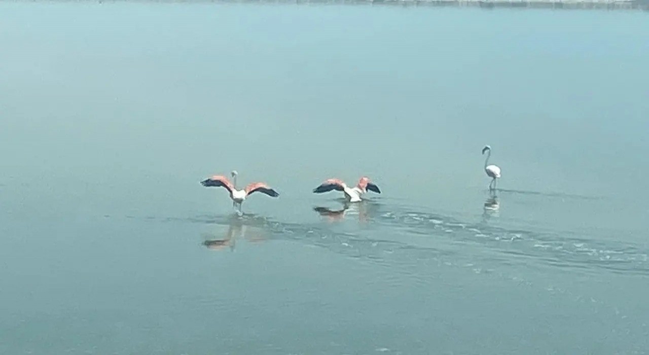 Flamingoların zorlu göçü tamamlandı