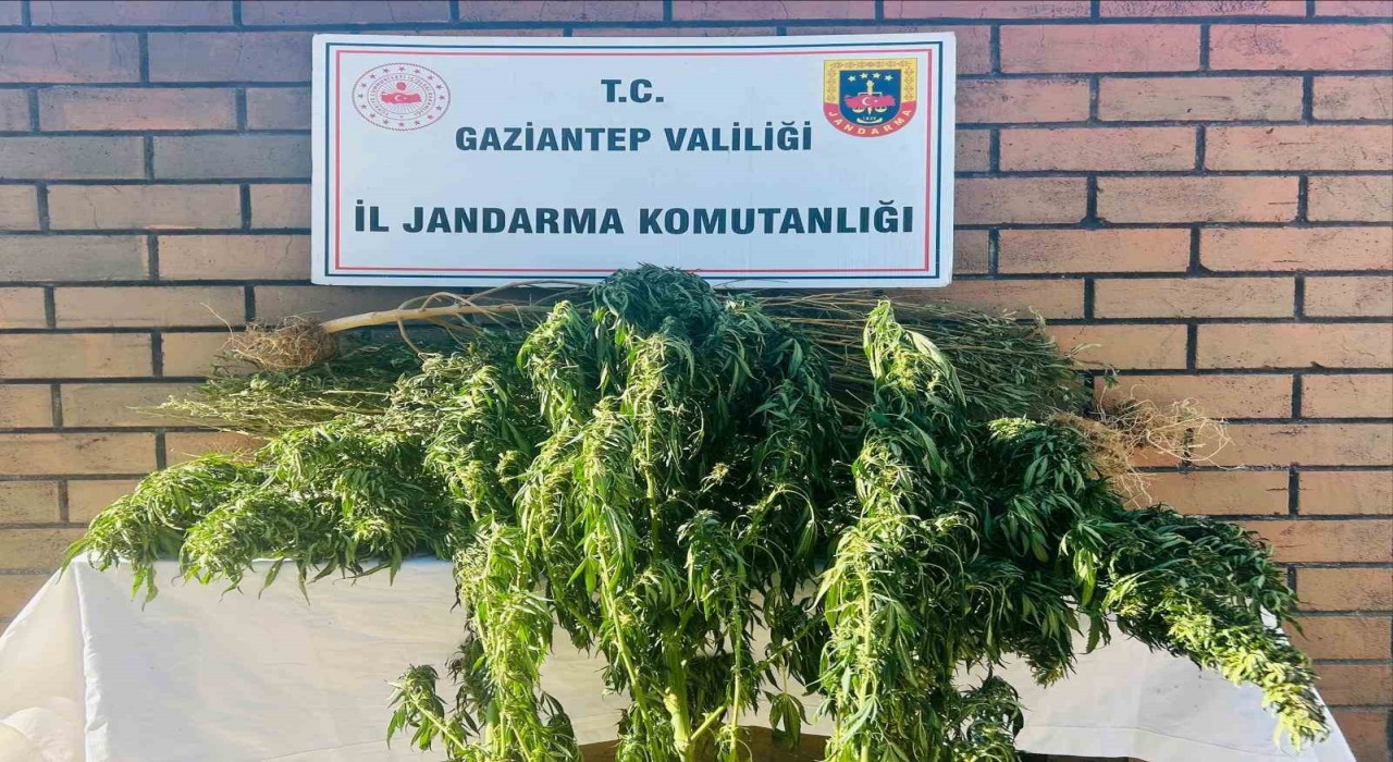 Gaziantepte 145 kök kenevir ele geçirildi