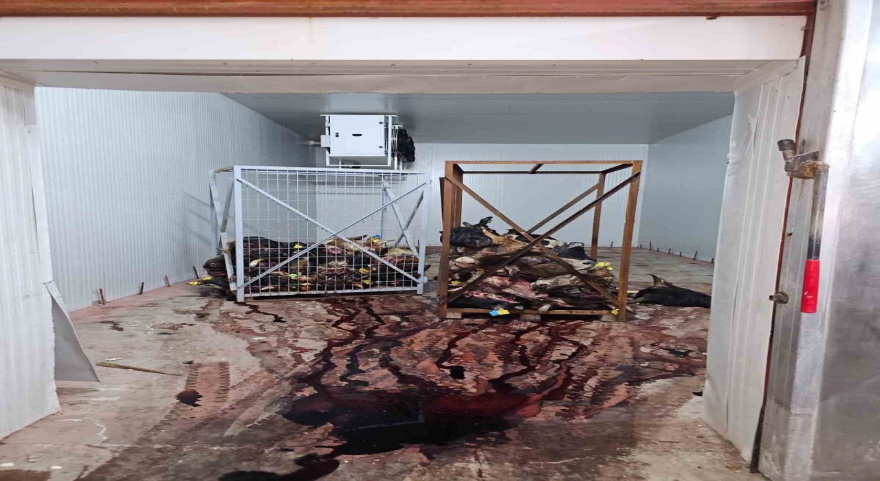 Gemlikte sağlıksız şartlarda istiflenmiş çok sayıda hayvan kafası bulundu