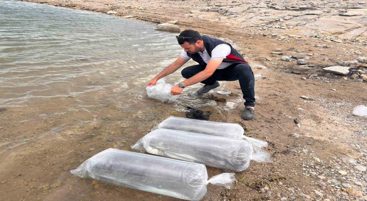 Gölhisar Gölü ve Yapraklı Barajına 5 bin yayın ve sazan balığı bırakıldı