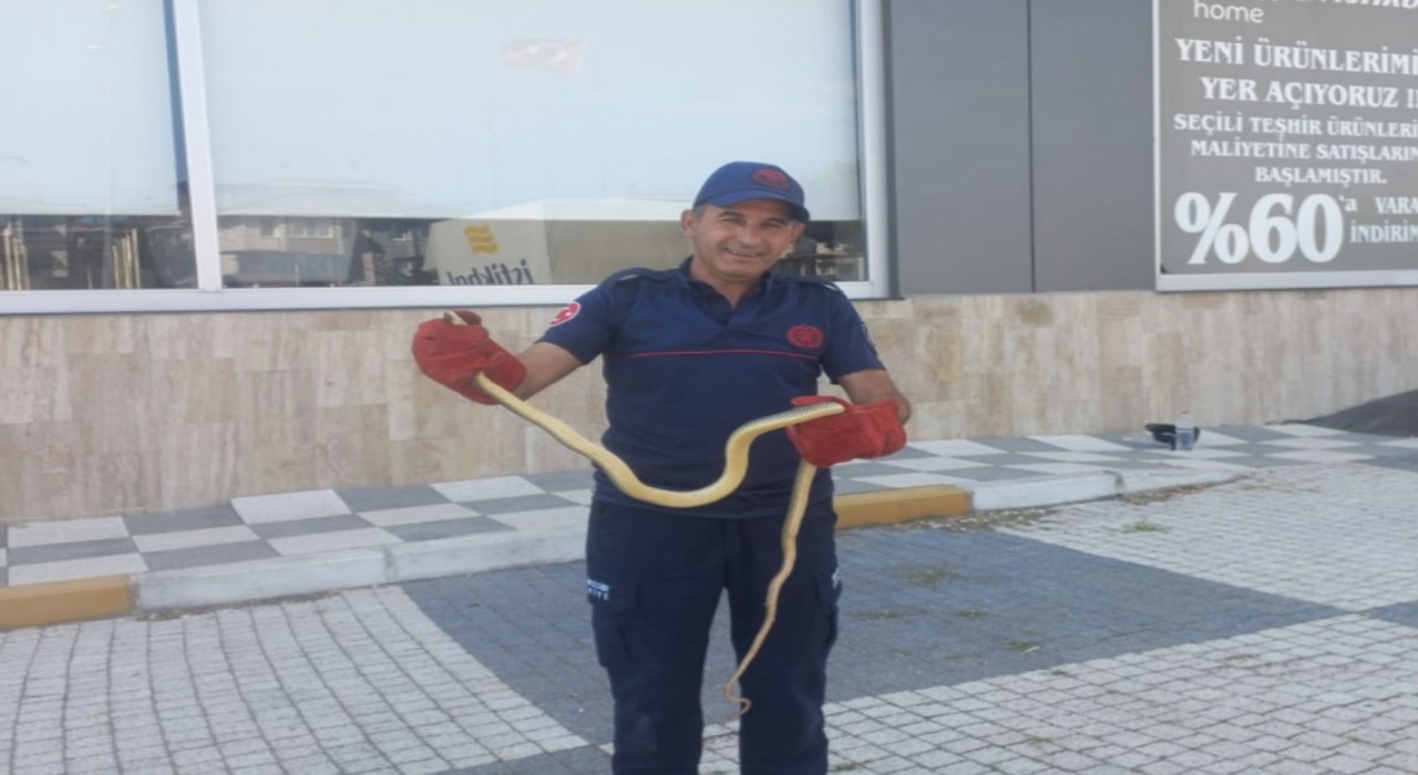 Gönende aracın motor bölümünden çıkan yılan paniğe neden oldu