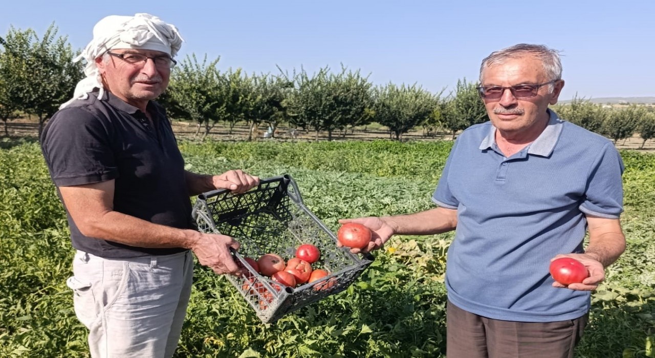 Gördeste ata tohumlu domateslere yoğun ilgi