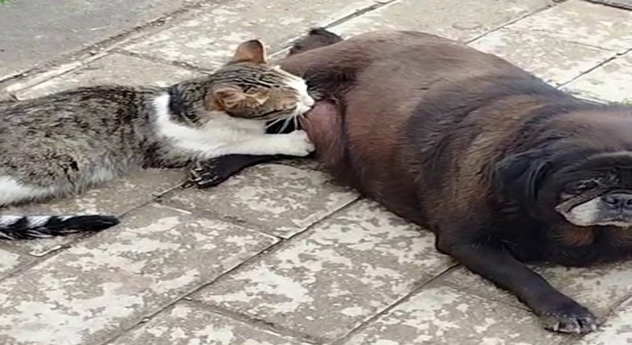 Görenler inanamadı, köpek kediyi sokak ortasında emzirdi