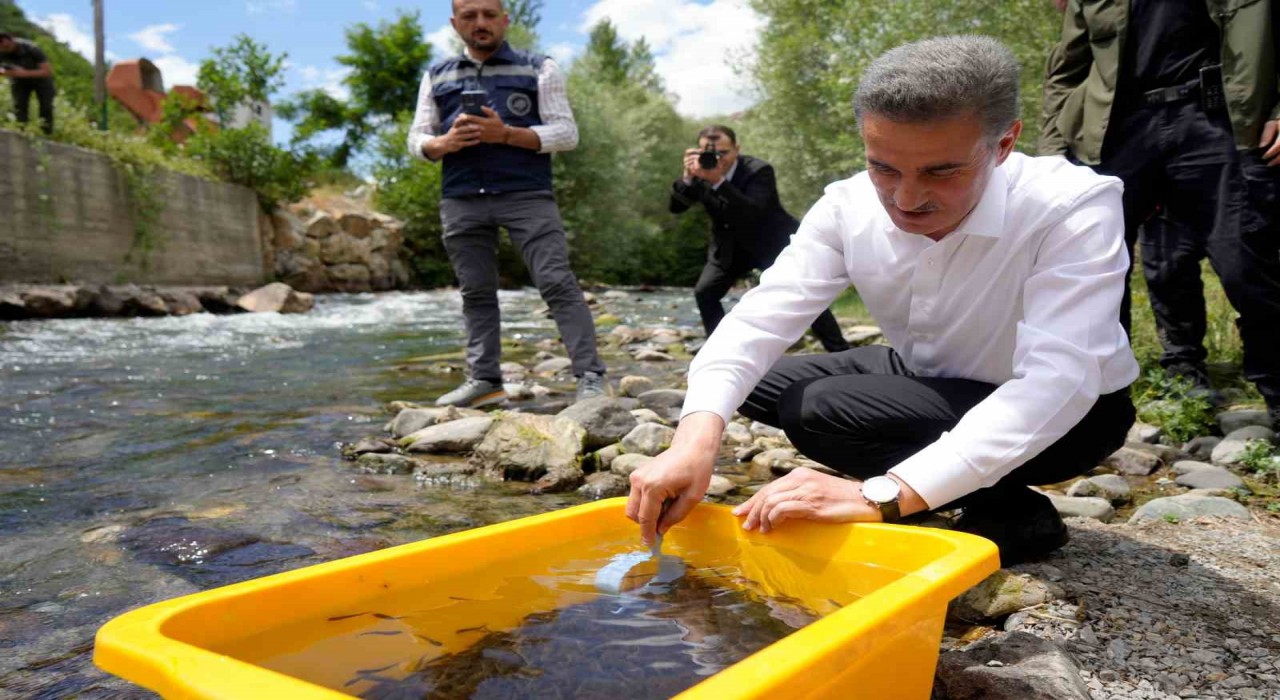 Gümüşhanede 10 bin kırmızı benekli alabalık doğaya salındı