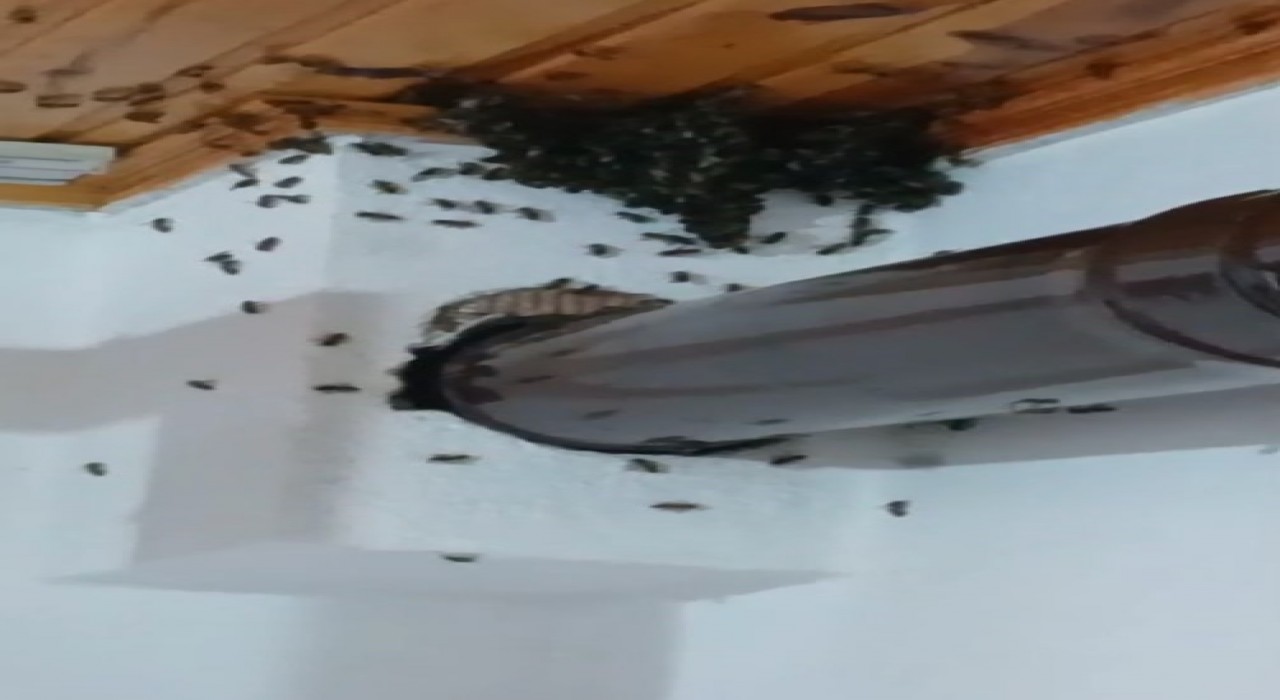 Gümüşhanede arılar köy evini basıp yuva yaptı