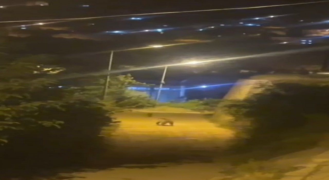 Gümüşhanede ayı şehir merkezinde görüntülendi