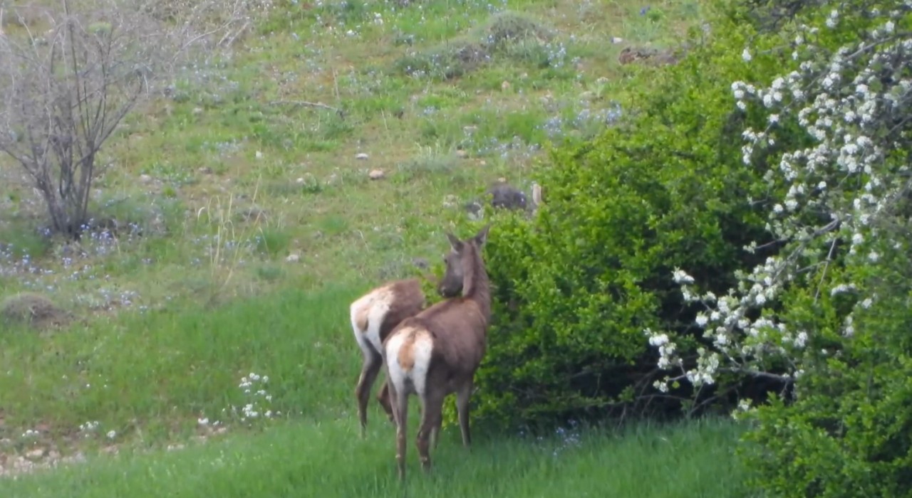 Gümüşhanede kızıl geyikler doğal ortamlarında görüntülendi