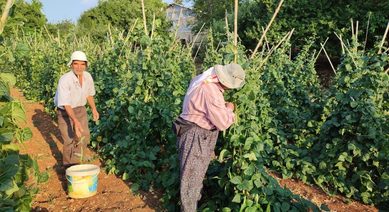 Güvercin gübresiyle beslenen doğal fasulyenin hasadı başladı