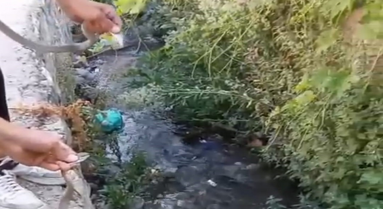 Hakkaride toprak evin tavanına yuva yapan yılanlar doğaya salındı