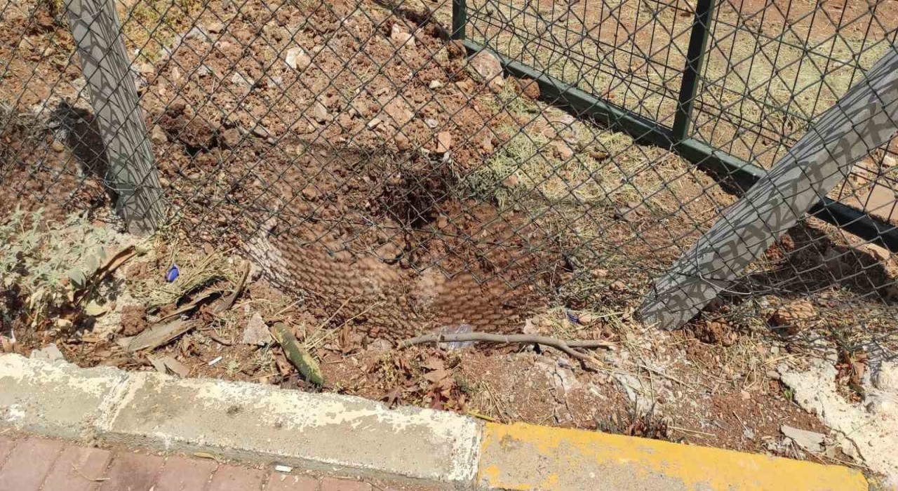 Harran Üniversitesinde başıboş köpekler koruma altındaki ceylanları parçaladı