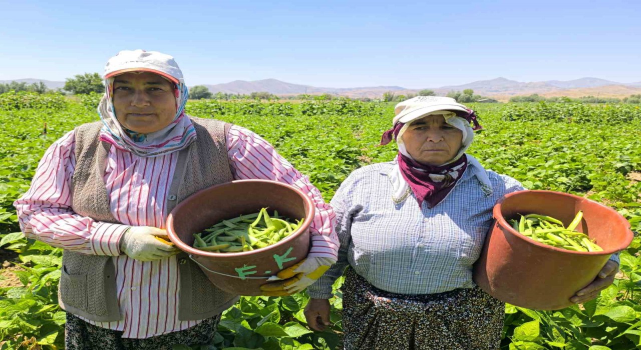 Hasadı başlayan fasulyenin kilogramı 15-20 TLden satılıyor