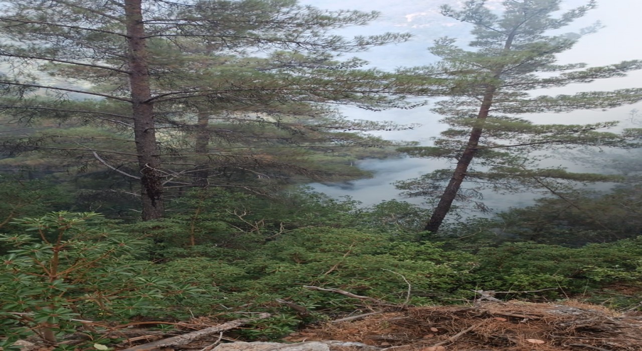 Hasanbeylide çıkan orman yangını kontrol altına alındı