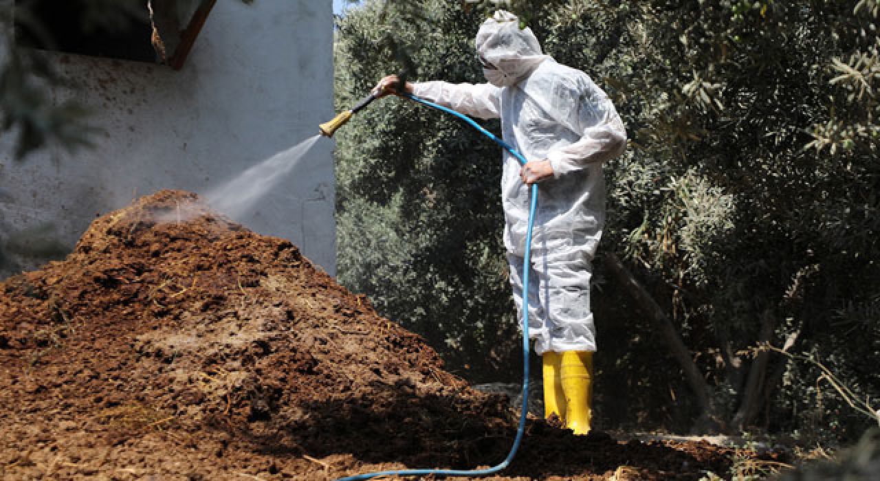 Hatay’da Akdeniz Meyve Sineği ile Kararlı Mücadele