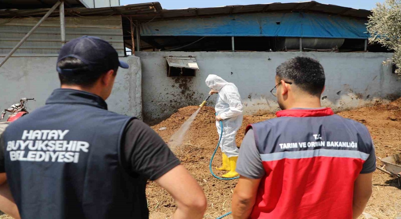 Hatayda Akdeniz meyve sineğiyle mücadele sürüyor